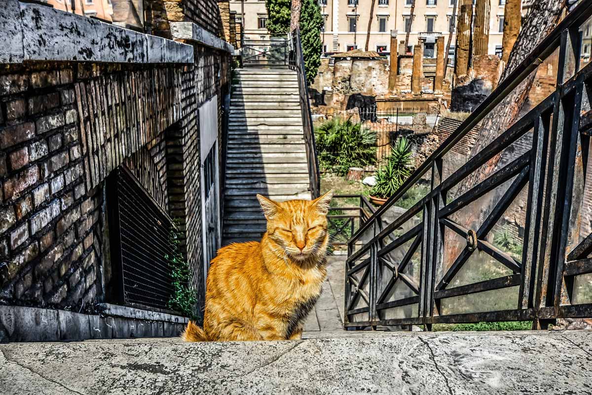 3 days in rome-cat sanctuary