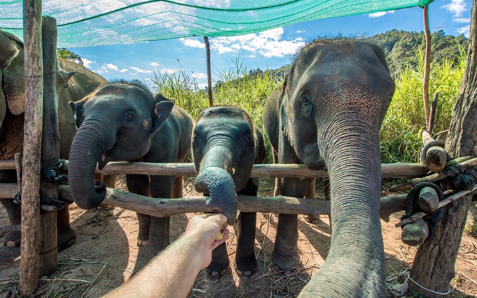 elephants eating bananas