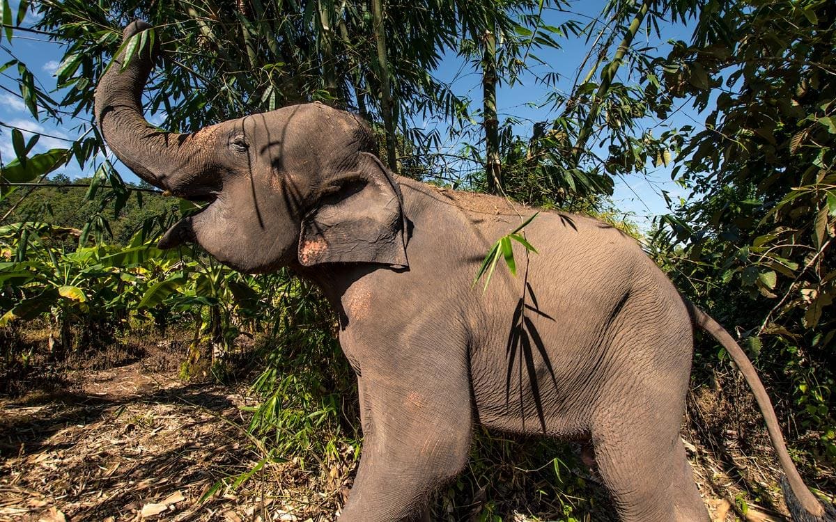 happy elephant part of Elephant Trails project in chiang mai