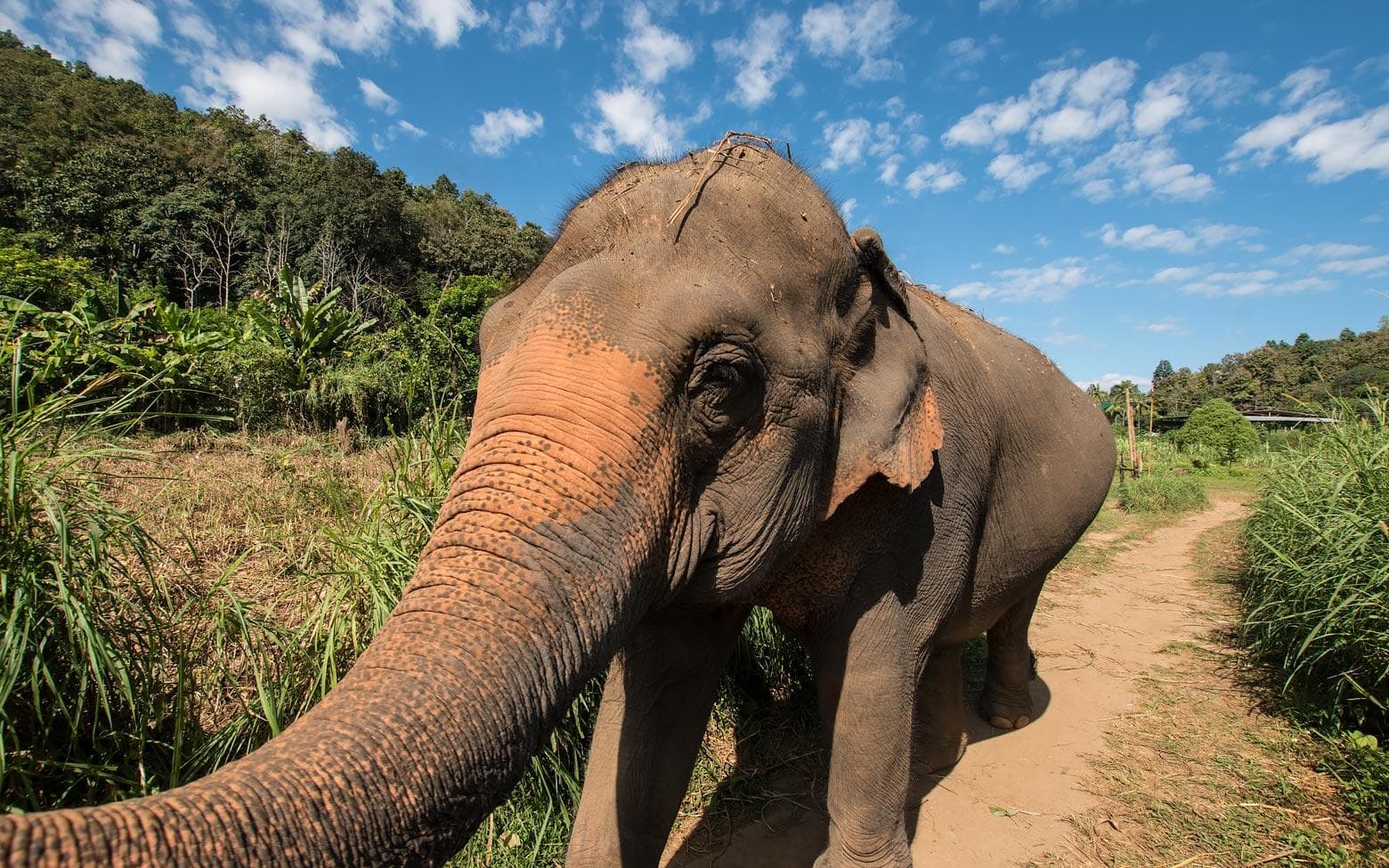 40 years old matriarch elephant