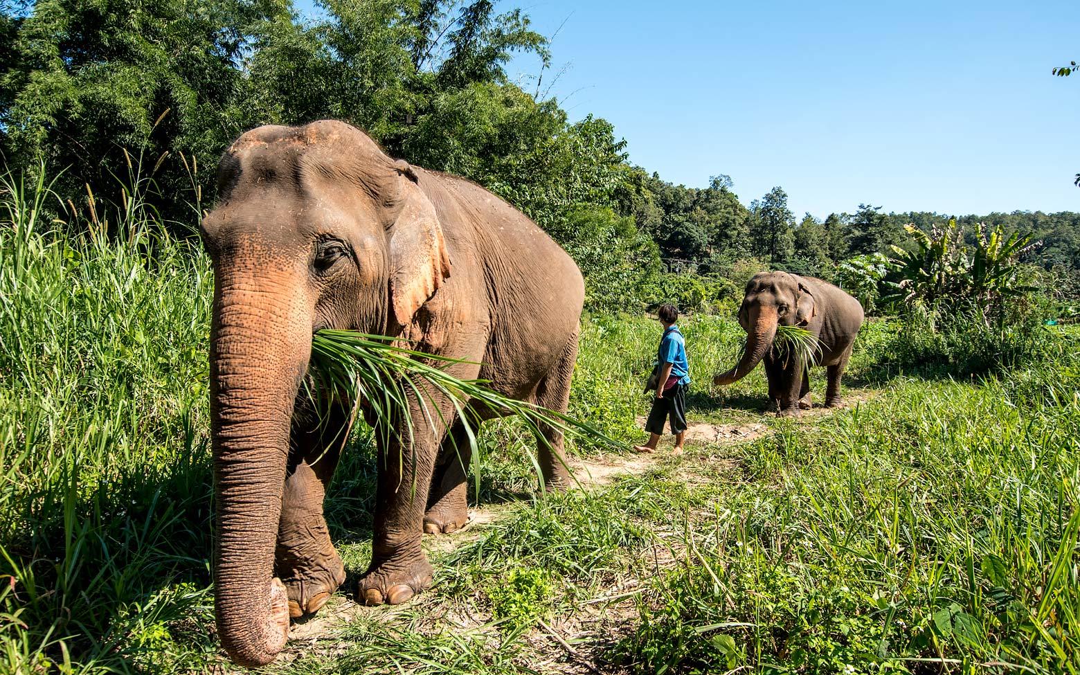 On Elephant Trails in Chiang or why you shouldn't ride an elephant