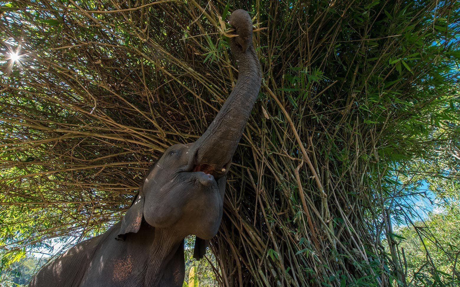 global castaway elephant adventure