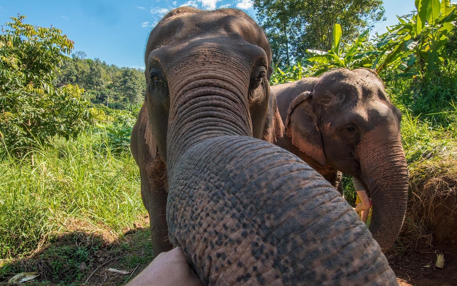 elepahnt trunk interaction chiang mai