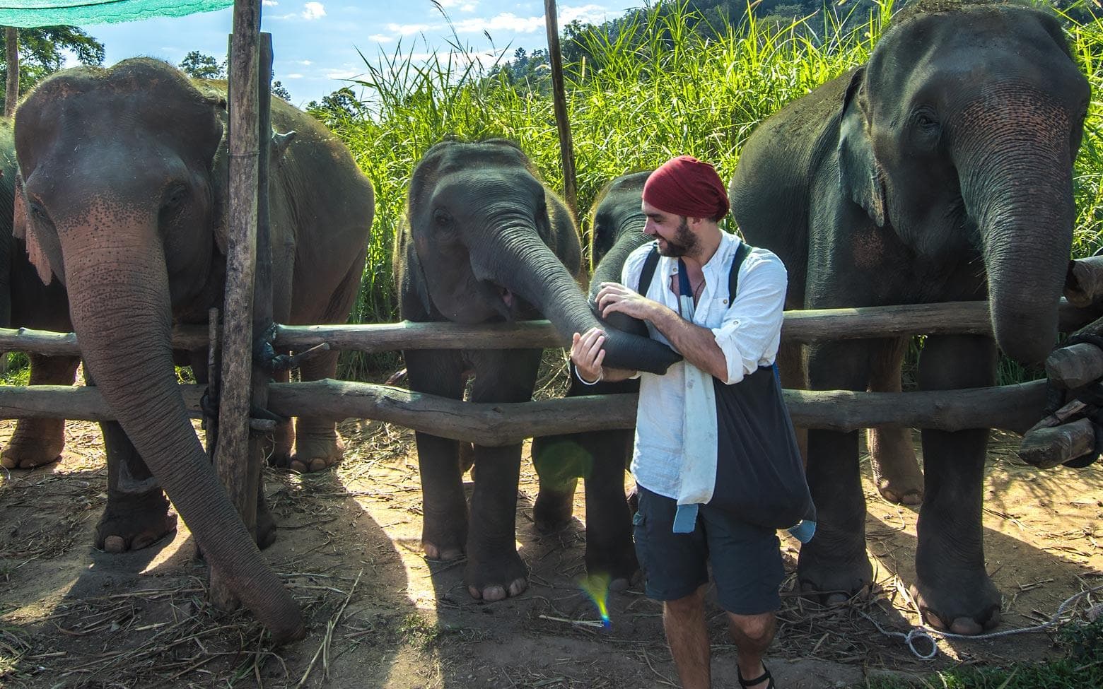 feeding elephants in elephant nature park