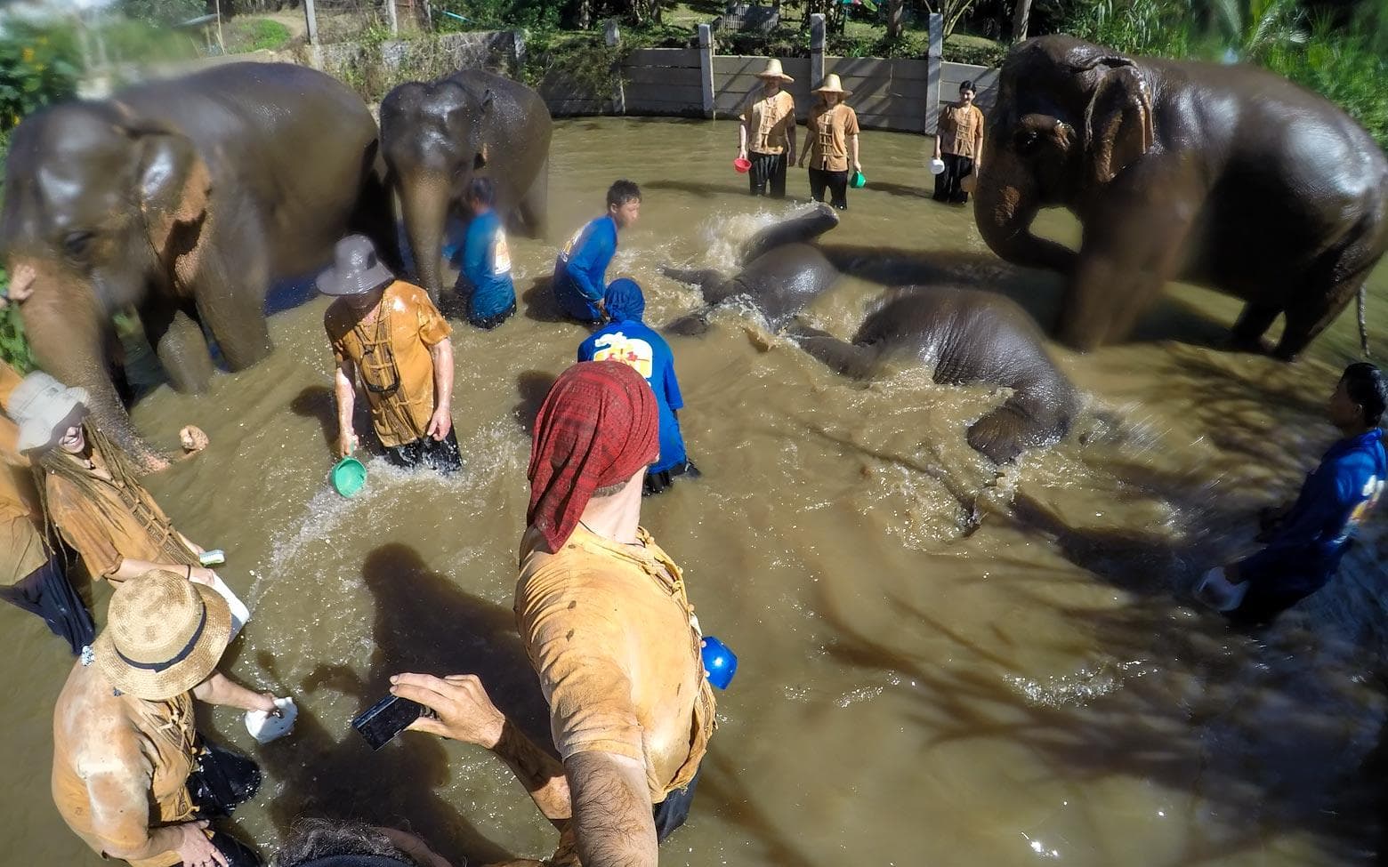 bathing an elephant in chiang mai