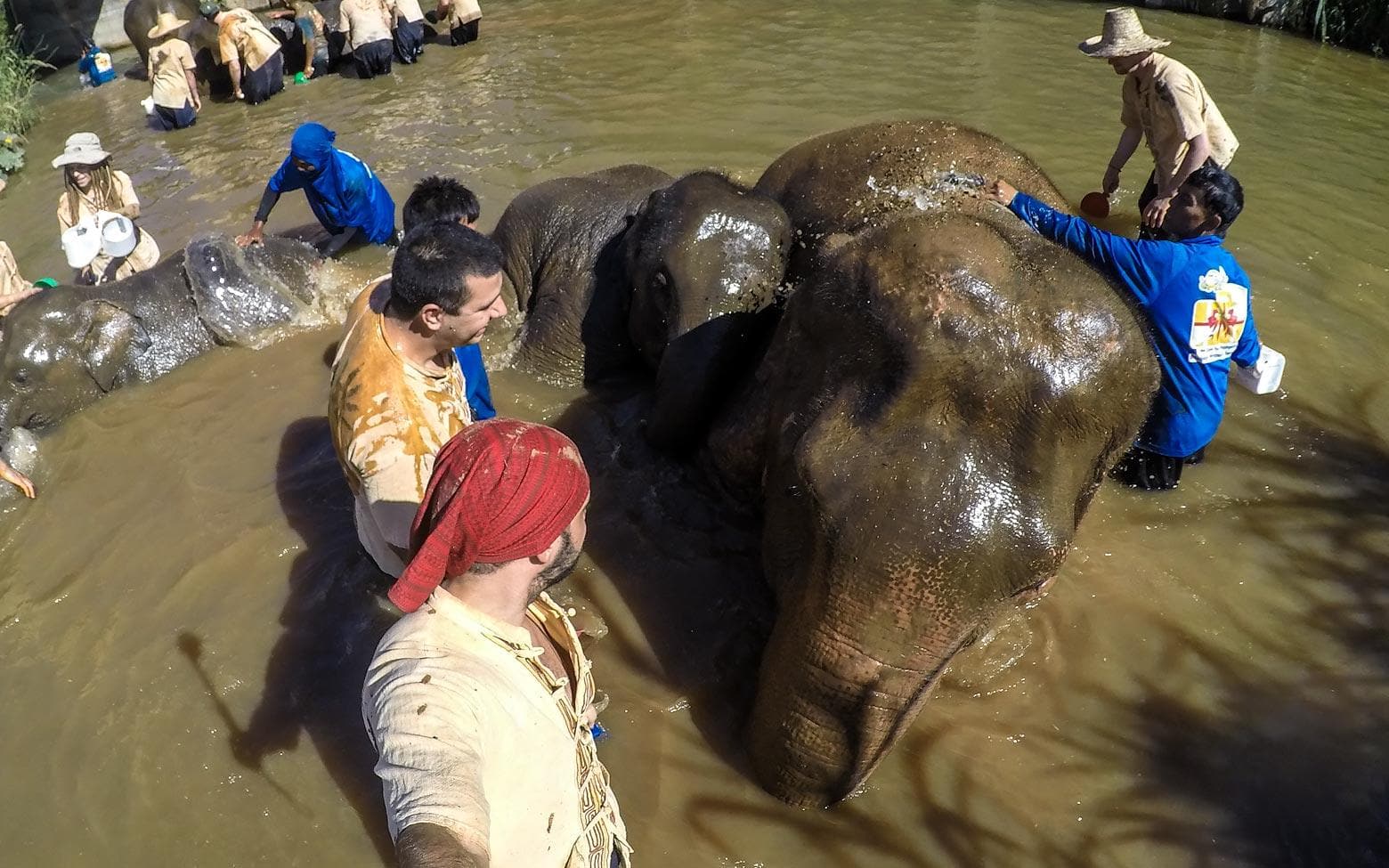 Elephant Trails project | bathing an elephant in chiang mai