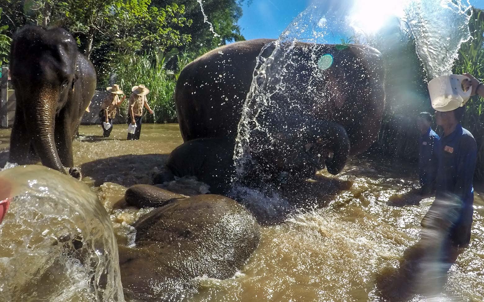 elephant bathing in the river