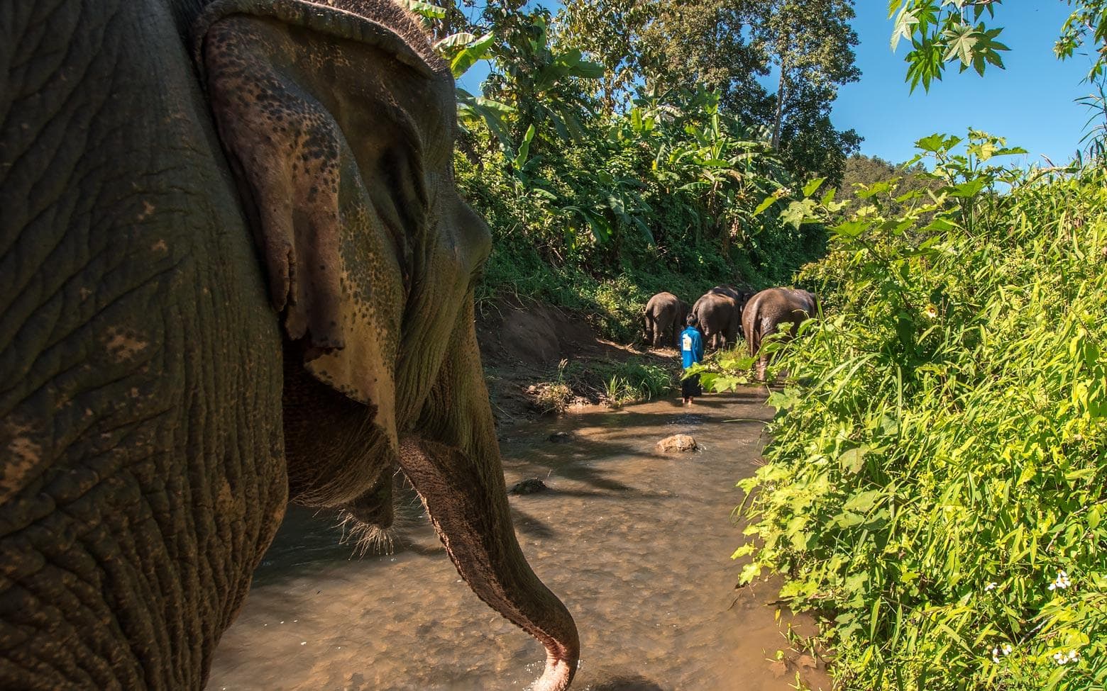 elephant trails in the river