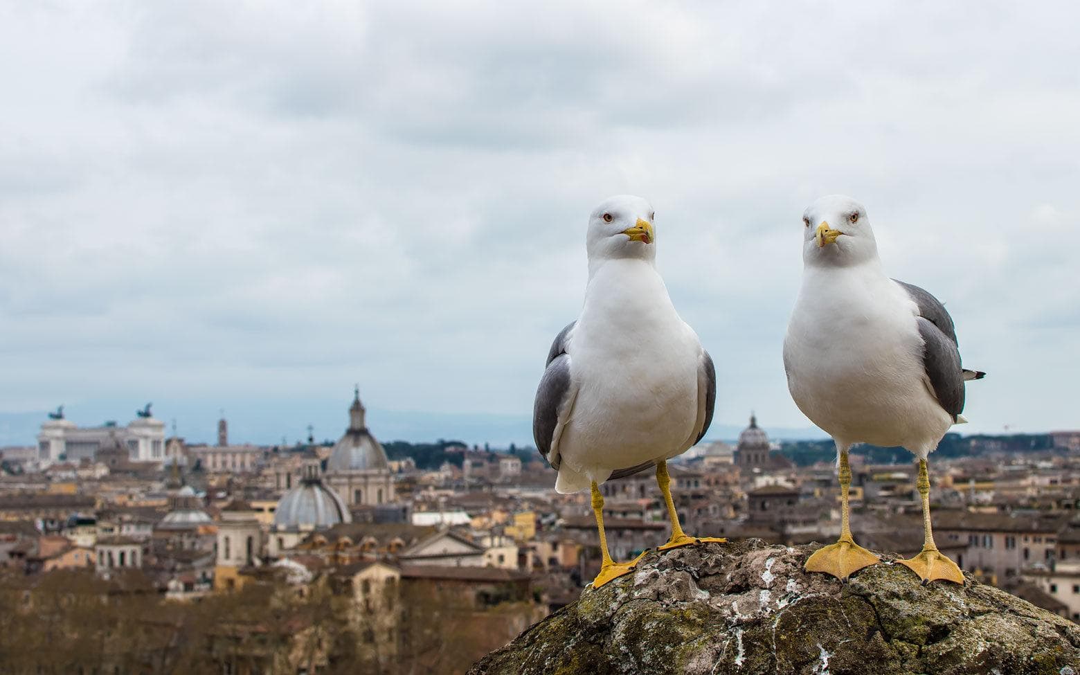 seagulls with roman panorama on the background