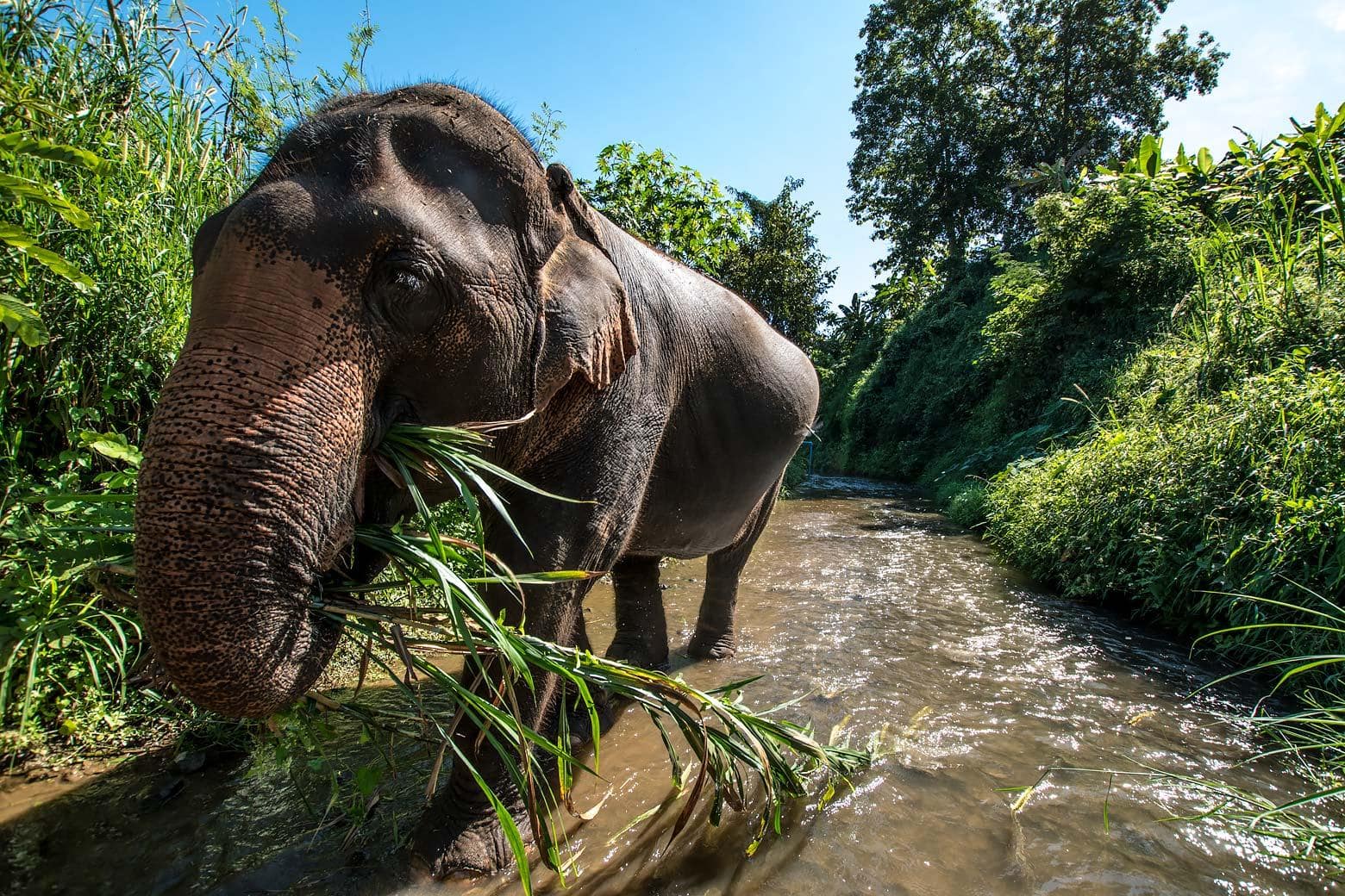 Elephant part of the Elephant Nature's Park project - Elephant Trails