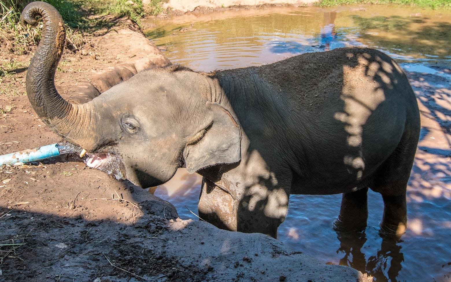 thirsty elephant drinks from a pipe