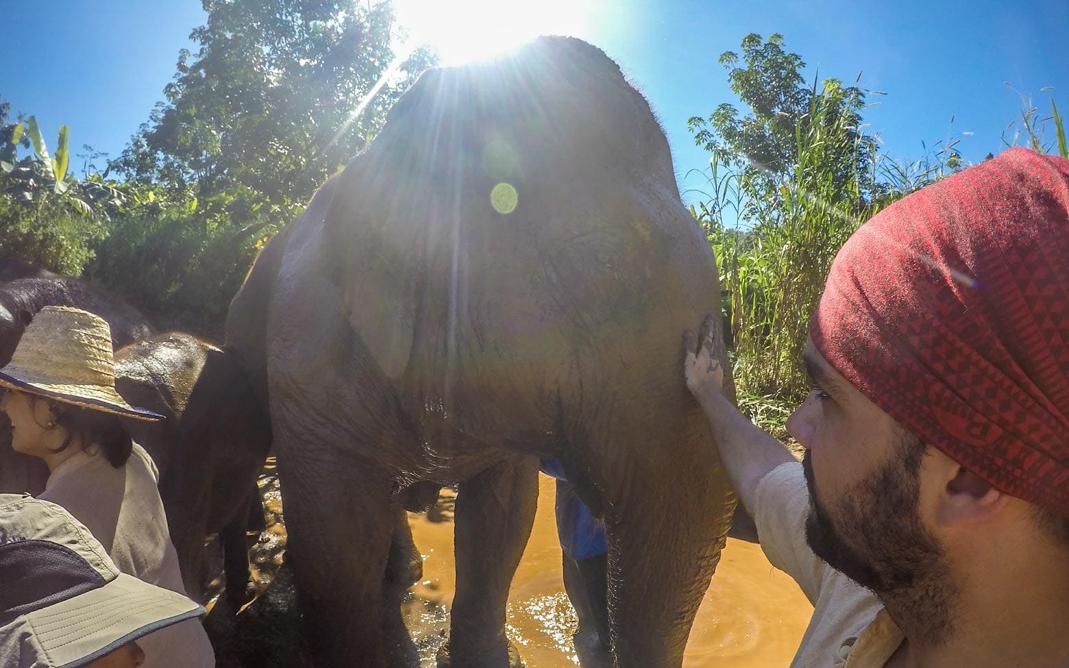 touch an elephant in the mud