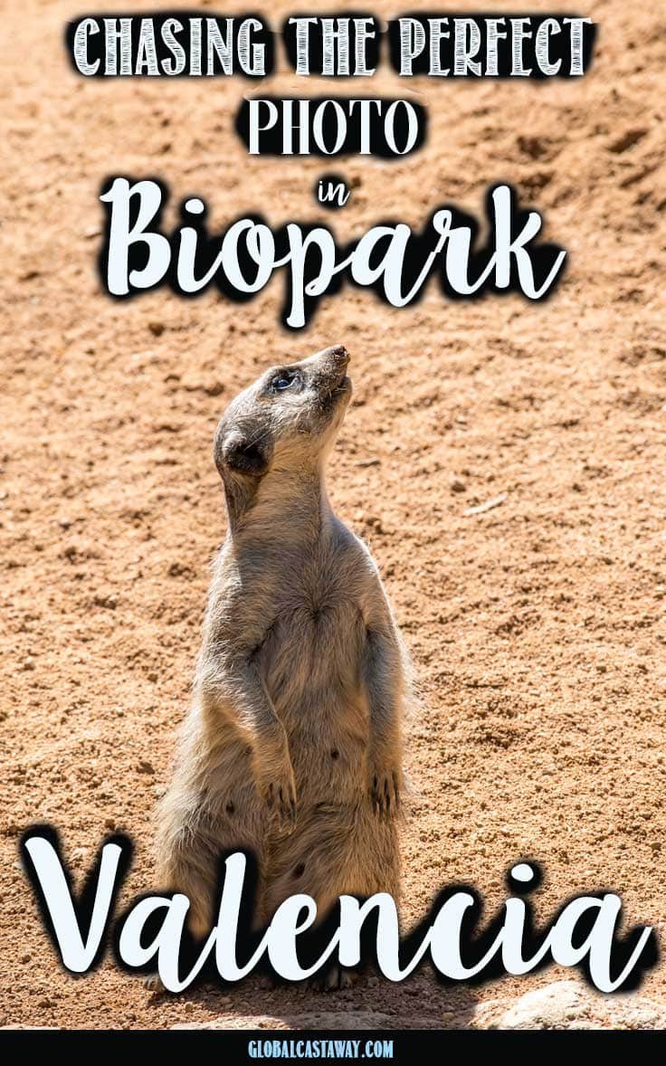 25 pictures to inspire you to visit the best zoo in europe - bioparc,Valencia