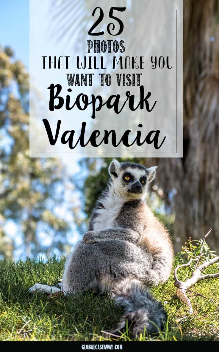 25 pictures to inspire you to visit the best zoo in europe - bioparc,Valencia