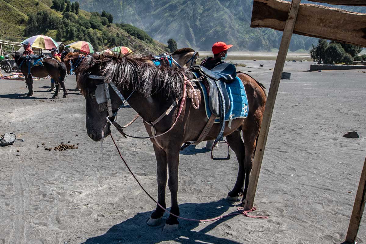 horses on mount bromo