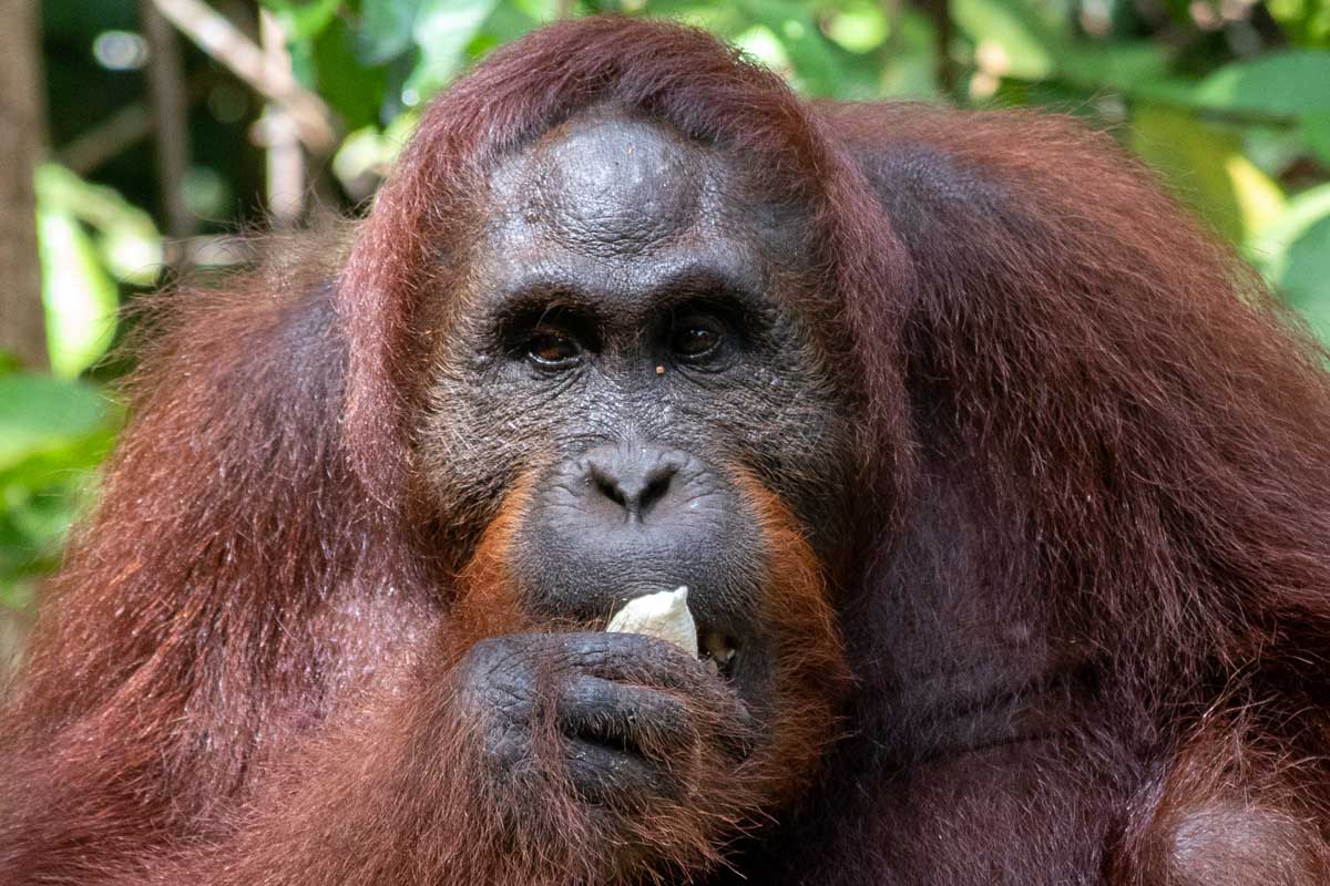 Borneo Orangutan Tour - Atlas close up