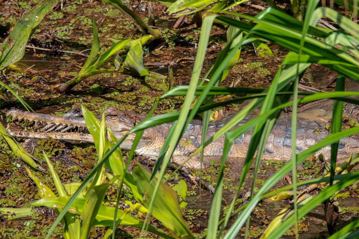 Borneo Orangutan Tour - crocodile