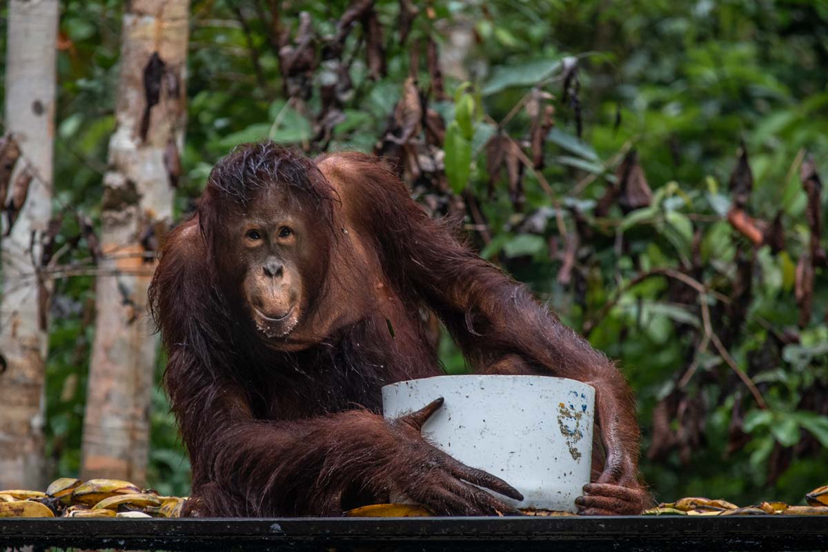 borneo orangutan tour