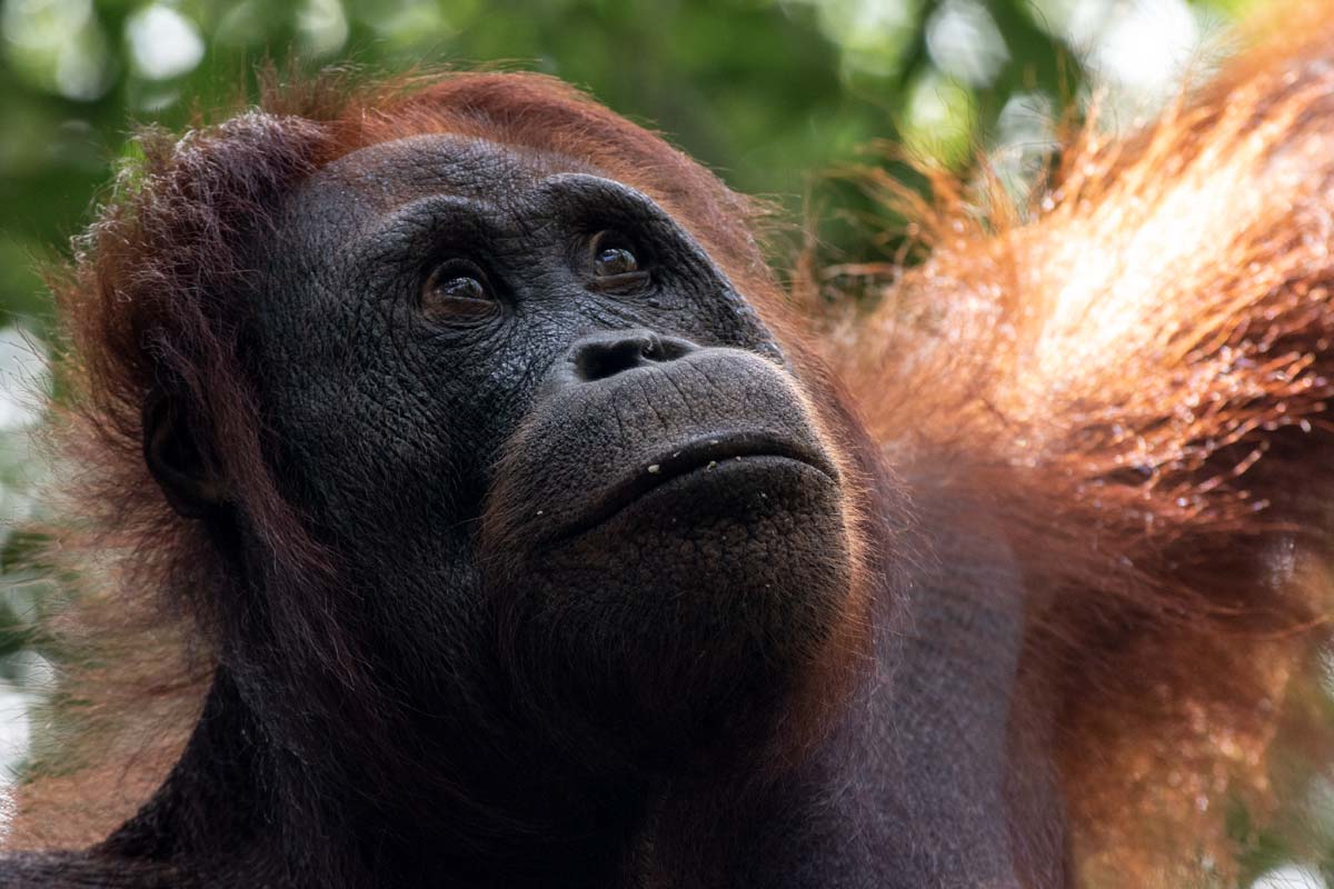 borneo orangutan tour - totally worth it