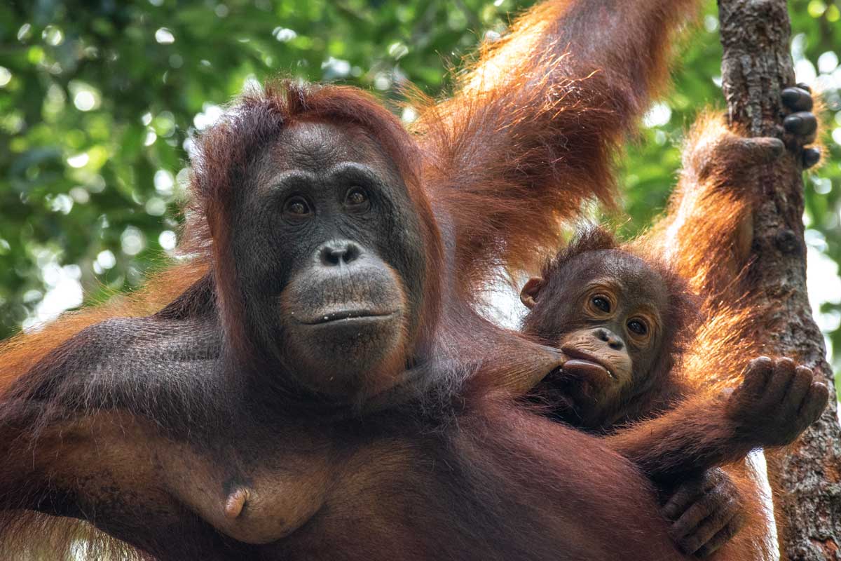 hungry orangutan baby