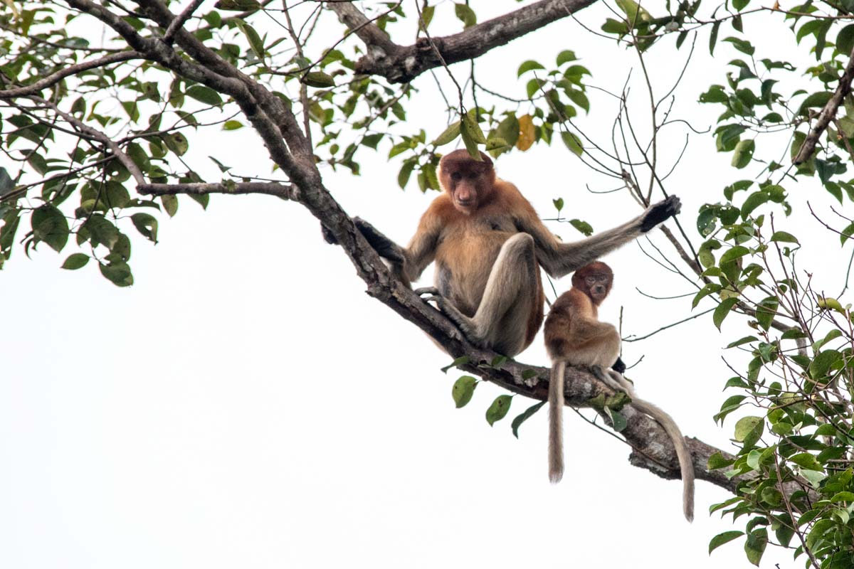 orangutan trips borneo