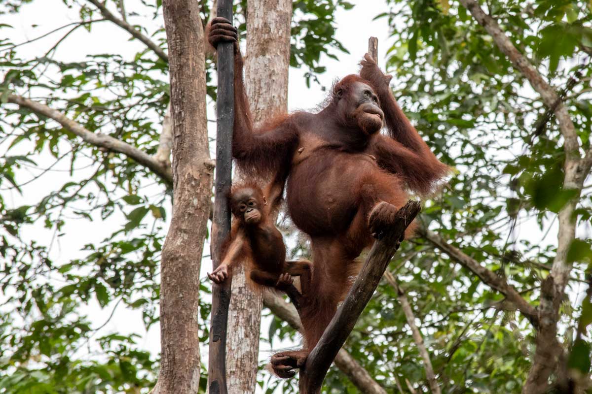 borneo orangutan tour - orangutans waiting for breakfast