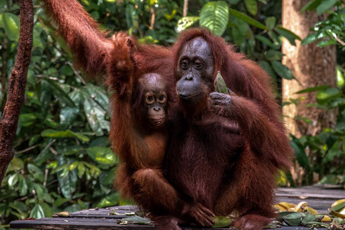 cute orangutan family