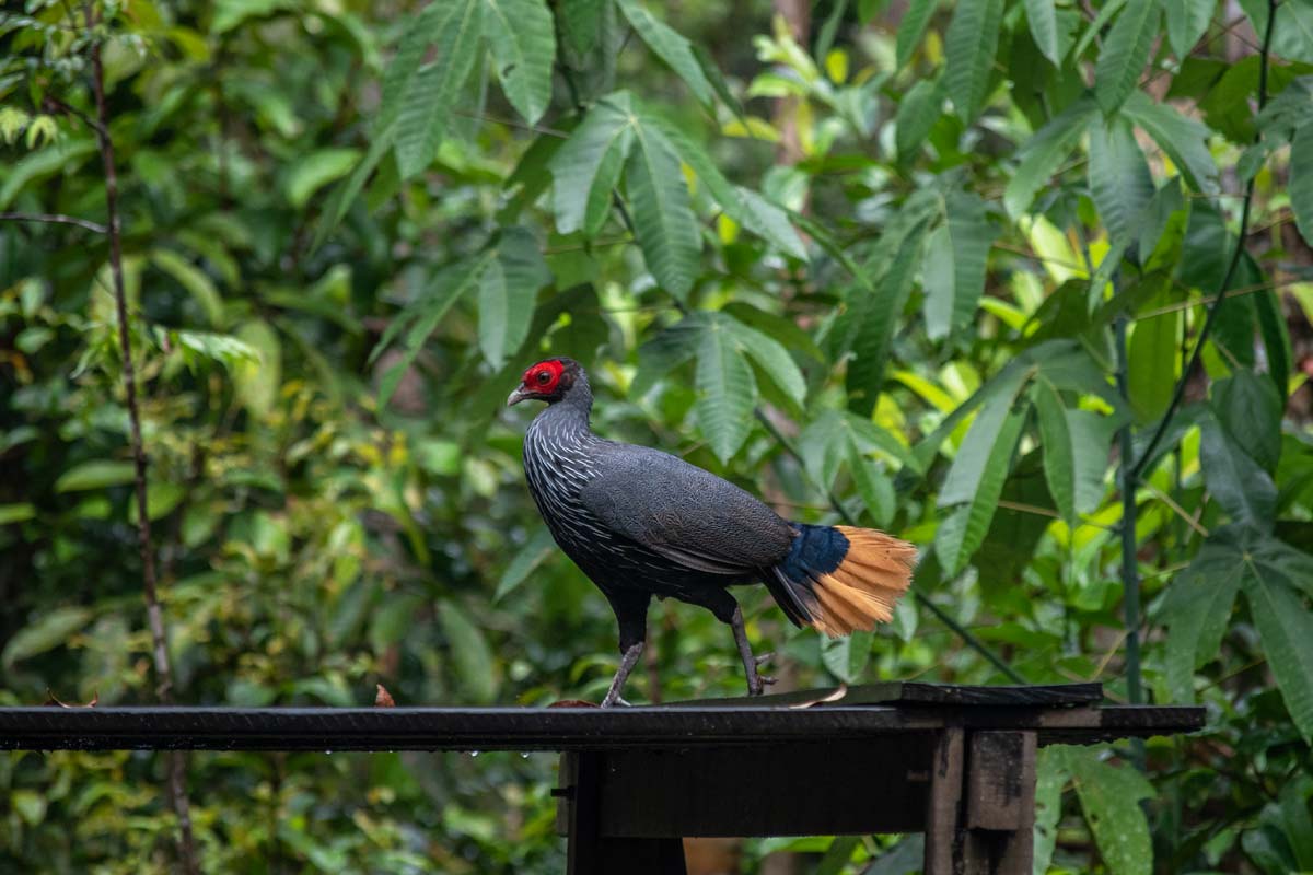 borneo fancy chicken