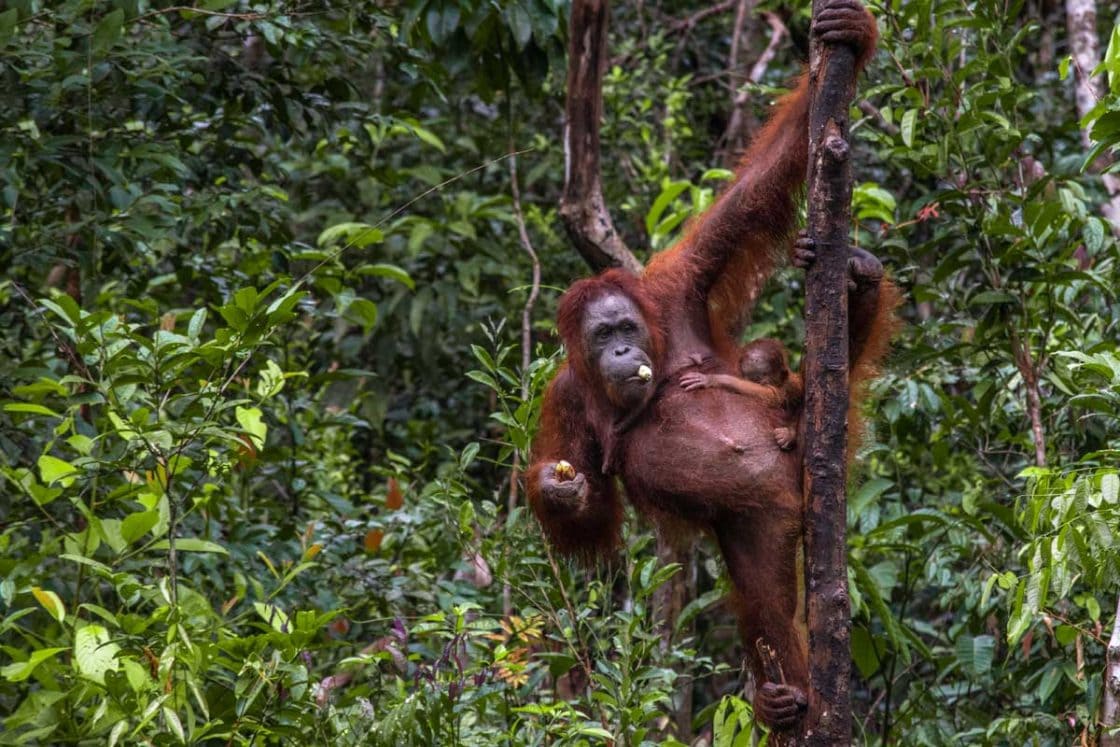 borneo orangutan tour