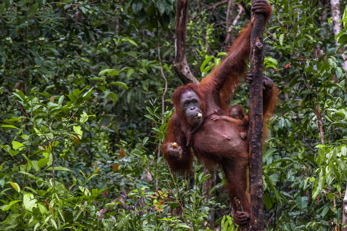 borneo orangutan tour day 3