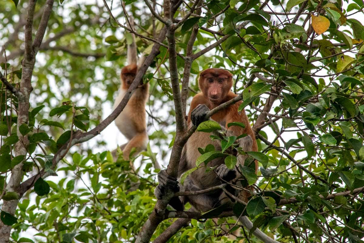 Borneo Orangutan Tour - probosic monkeys