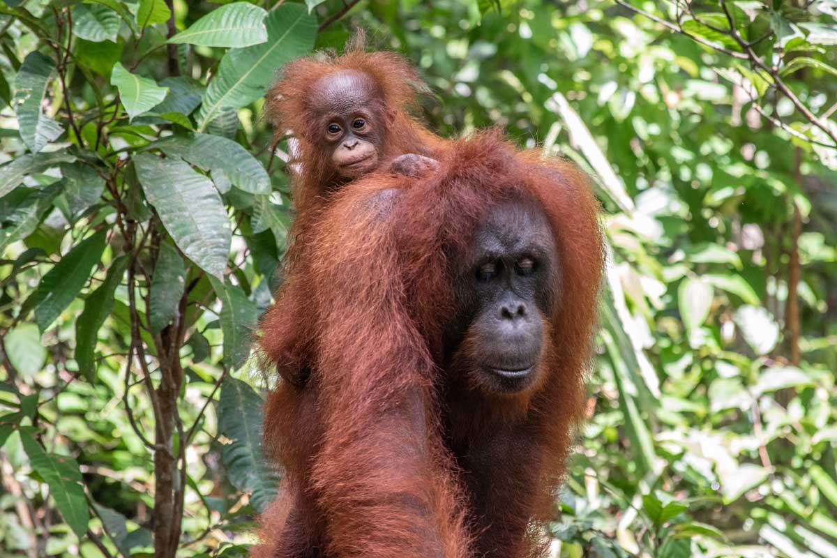 borneo-orangutan-tour--mother-and-a-baby