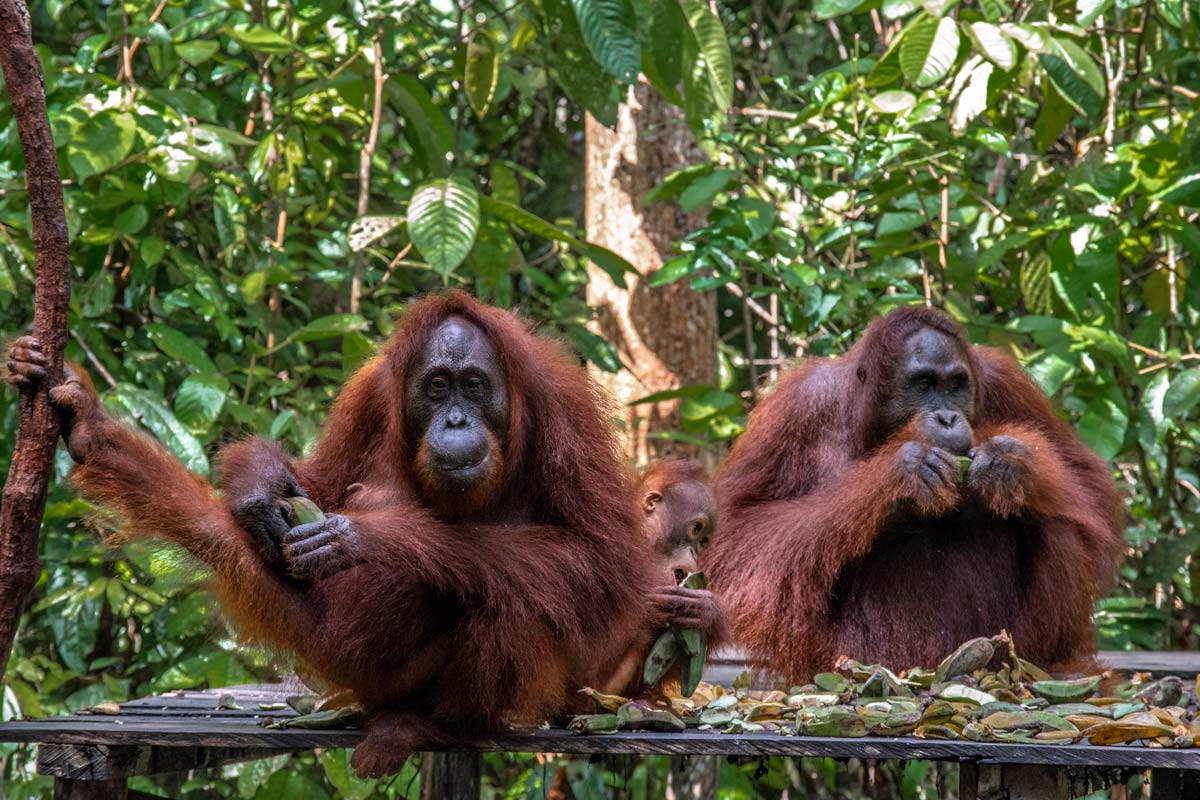 borneo orangutan tour