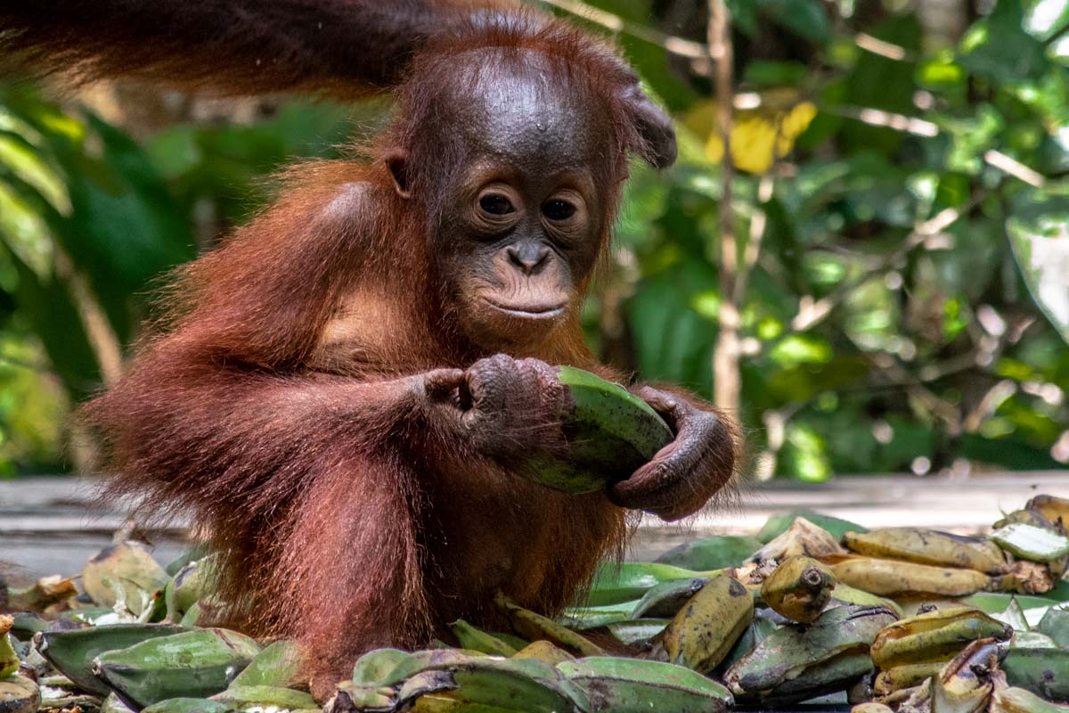 Orangutan baby close up