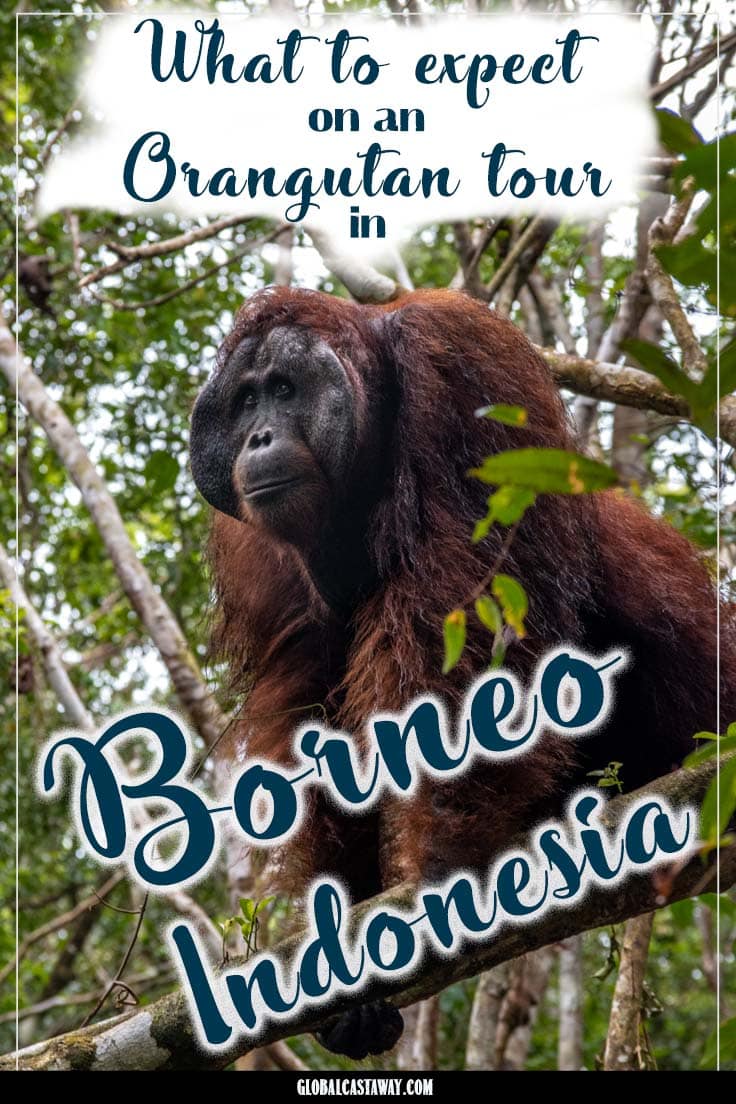 Borneo Orangutan Tours pin
