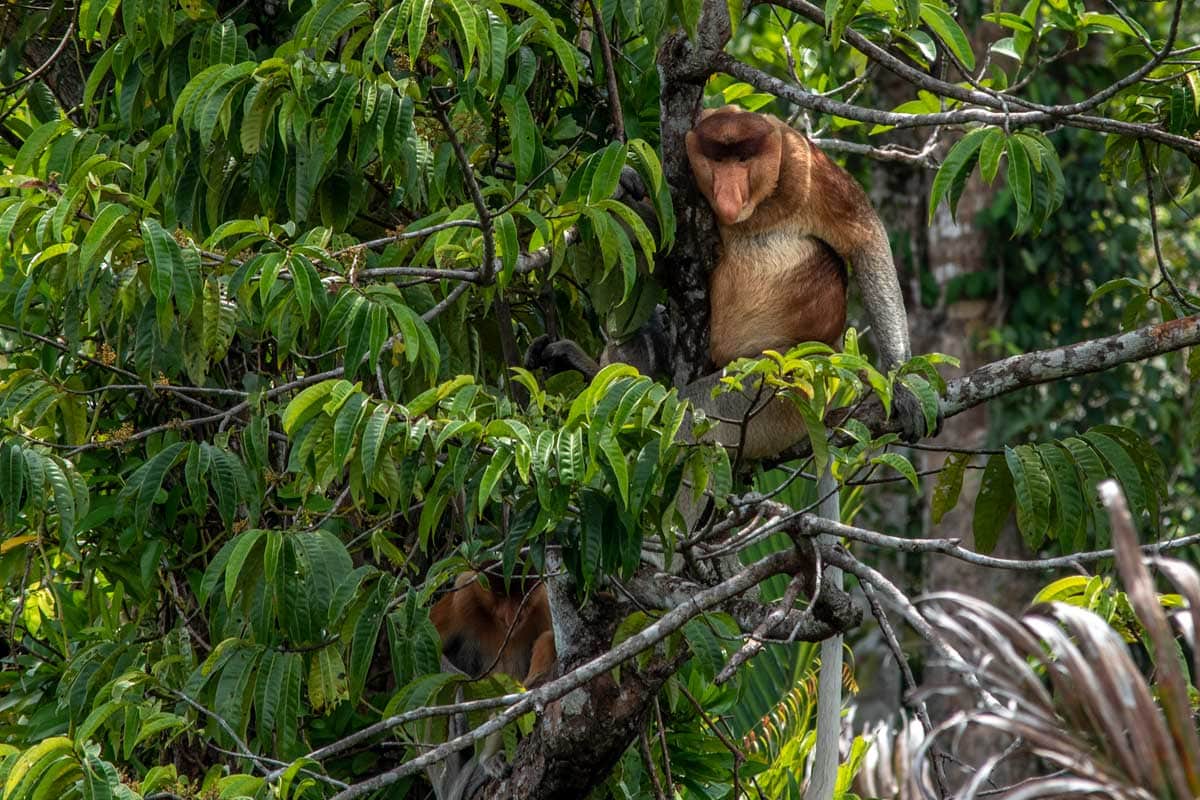 brobosic monkey in tanjung puting