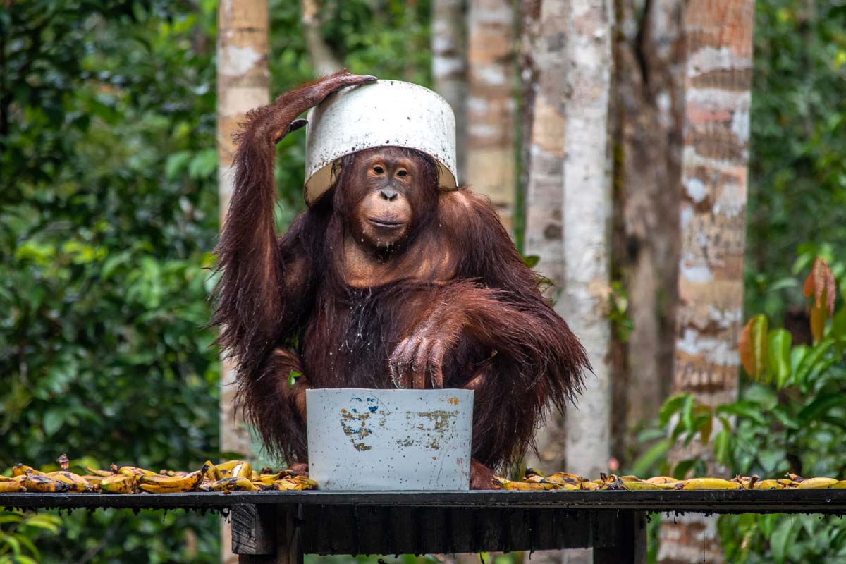 borneo tour - smart ape hides from the rain