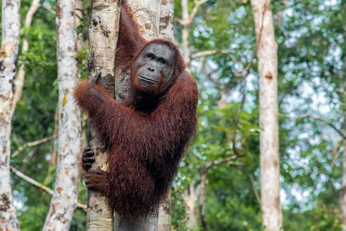 borneo-orangutan-tour-wet-grumpy-orangutan