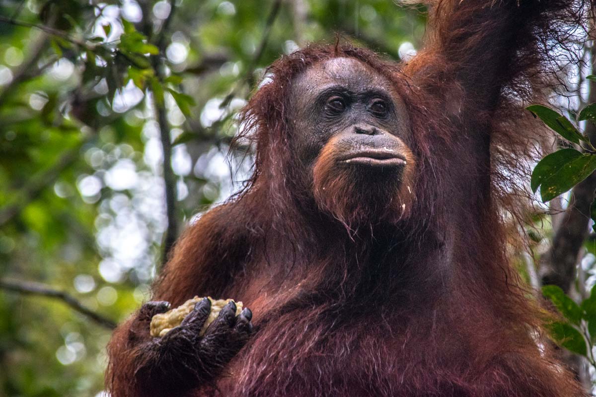 orangutan close up