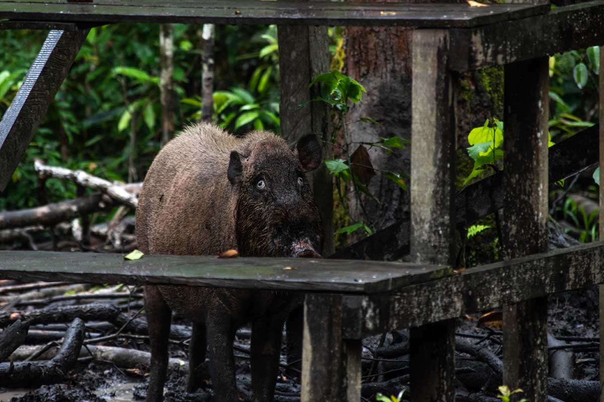 What To Expect On A Borneo Orangutan Tour And Is It Worth It