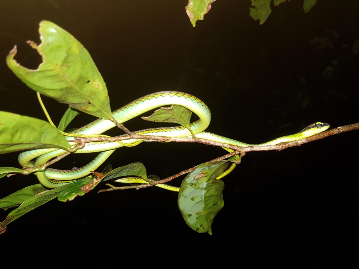 borneo orangutan tour - night spotting