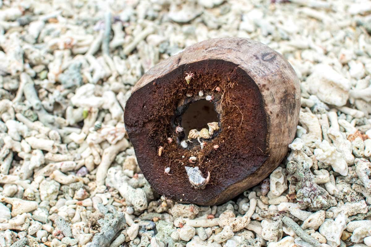 caramoan coconut