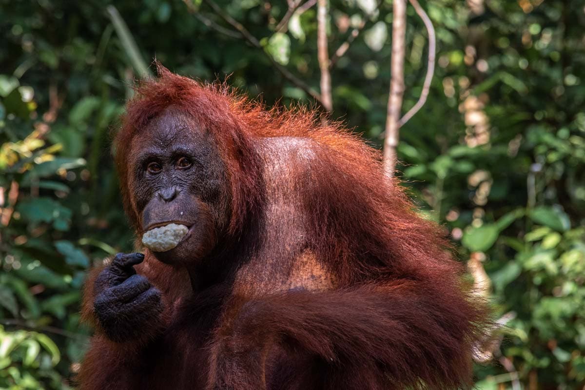 hungry orangutan in borneo