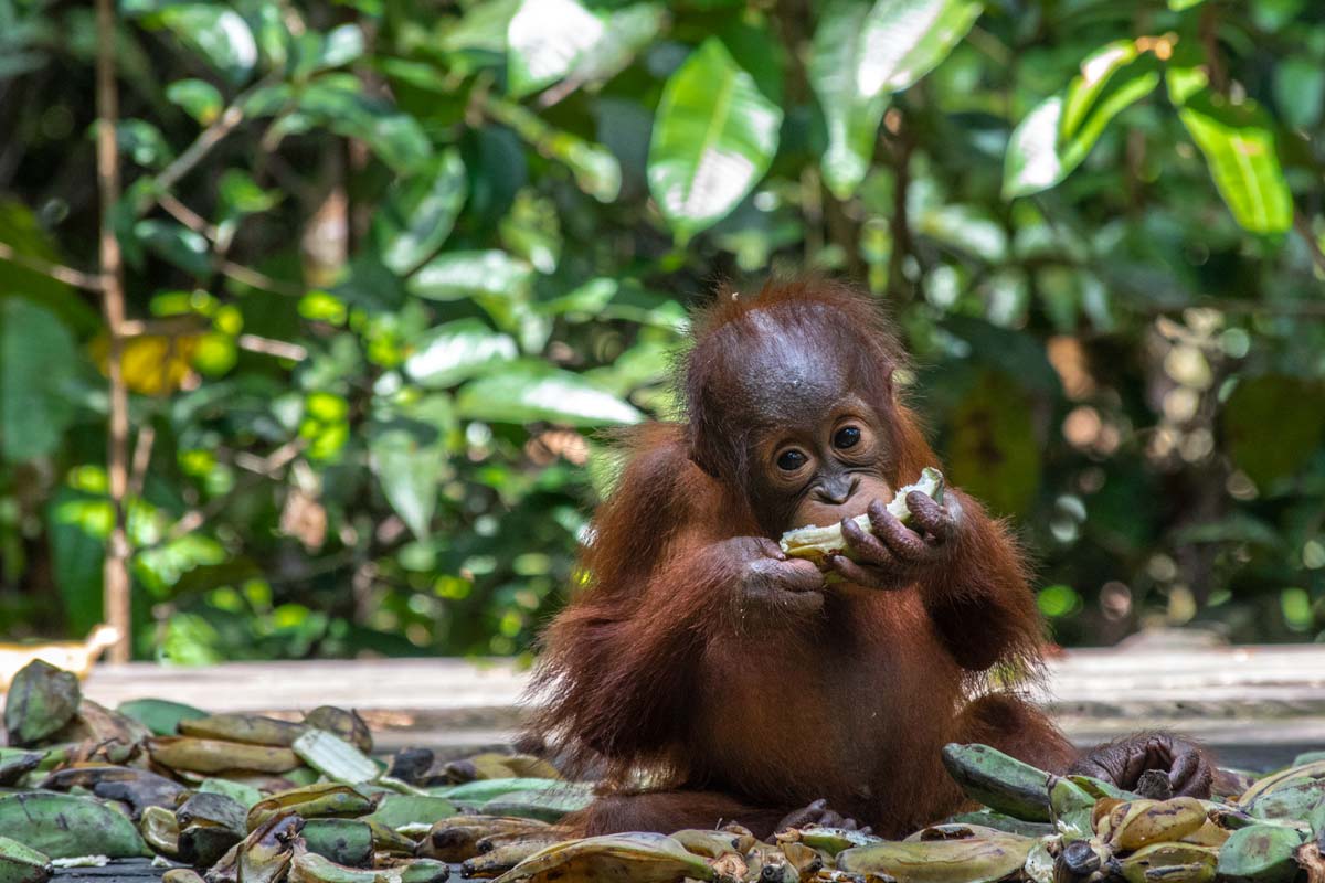 orangutan-baby-eating banana and watching in the camera