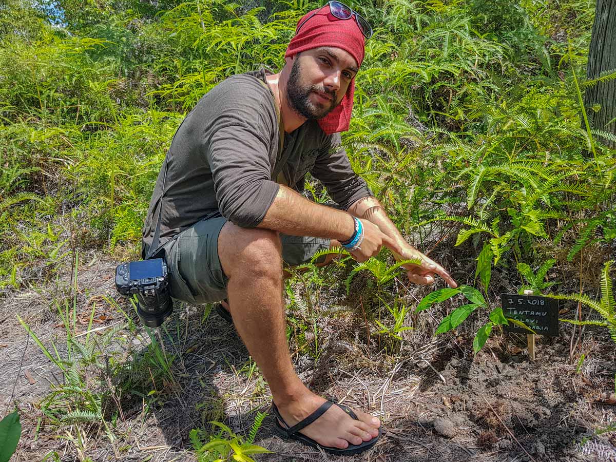 plant a tree in borneo