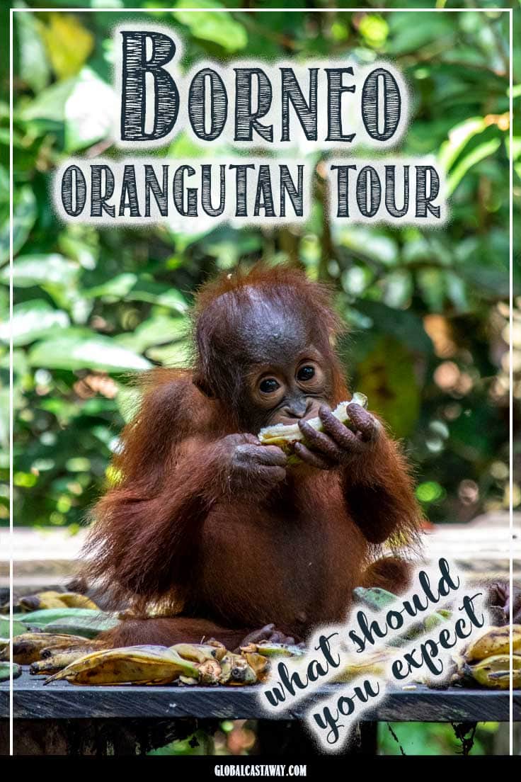 Orangutan tour pin