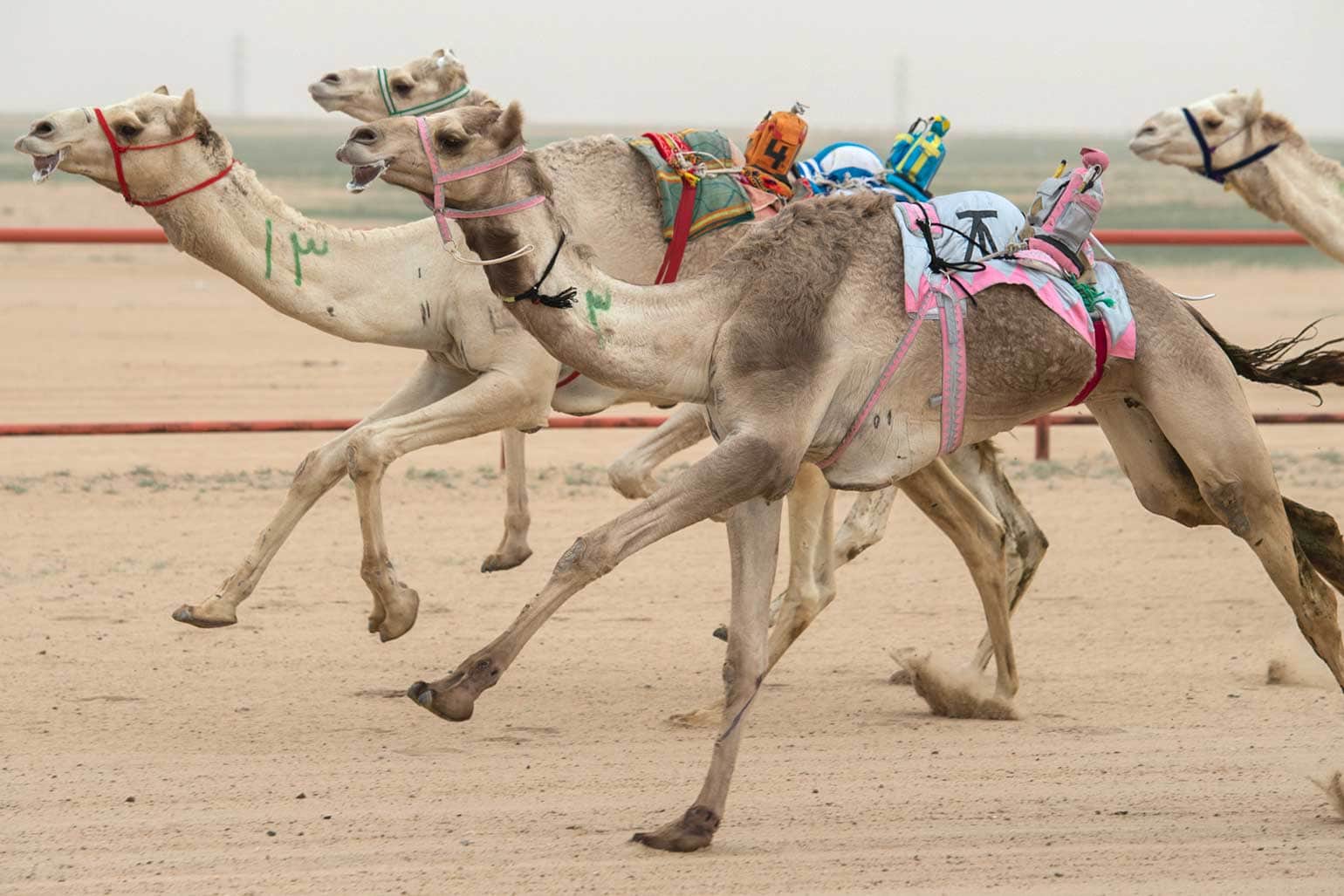 qatar facts-camel-races