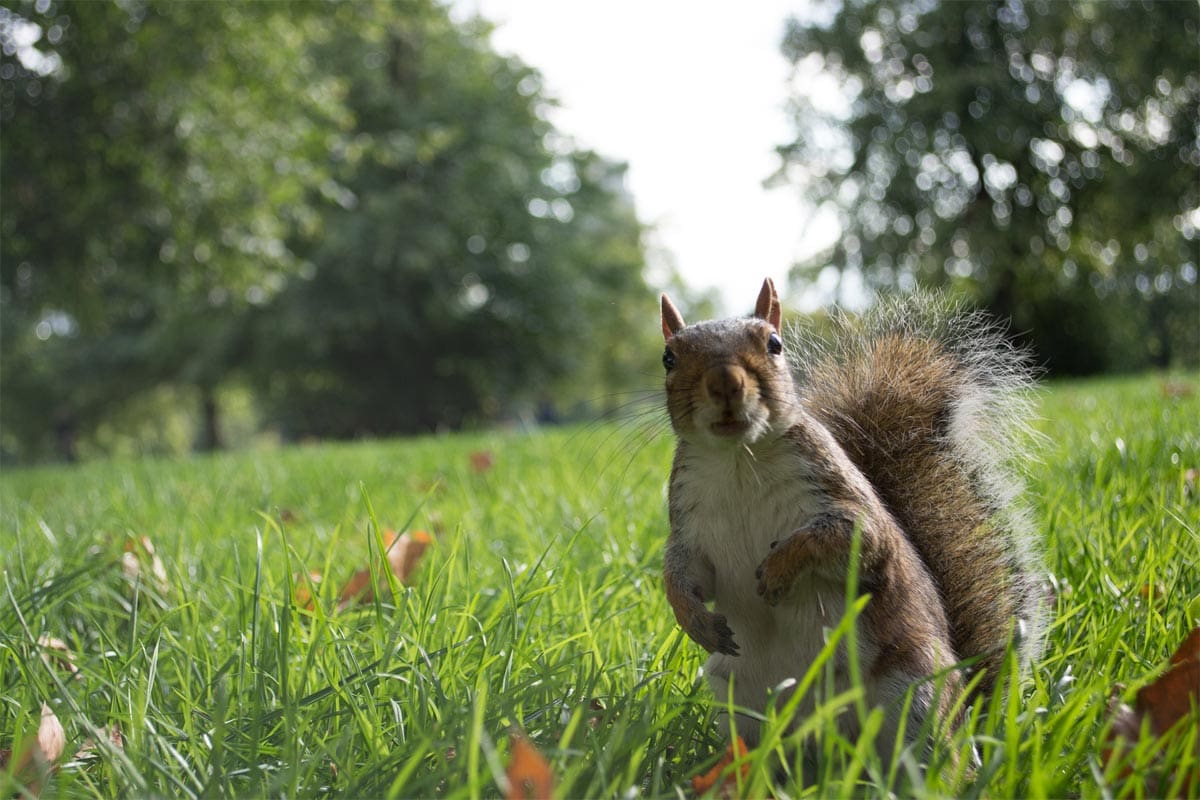 london-facts-london-is-a-forest