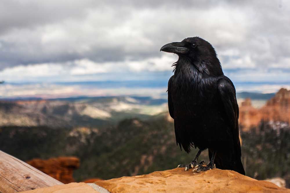 deve haver 6 ravens na torre de Londres