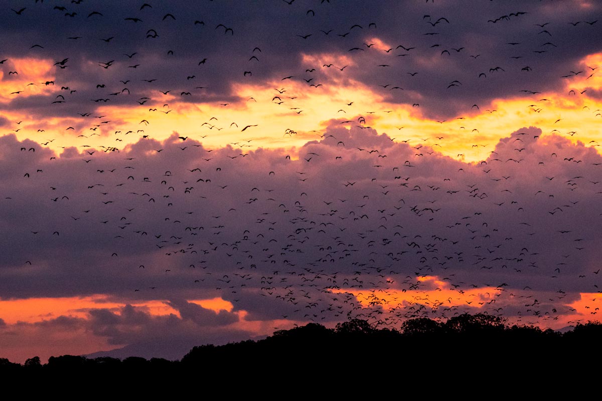 labuan bajo trip - the bats